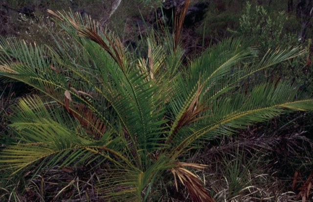 odenwaelder, photo 1