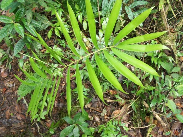ecosdelatierraac, photo 1