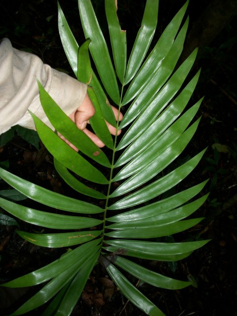 ecosdelatierraac, photo 2