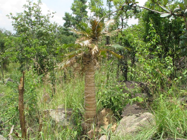 shivaprakash, photo 1