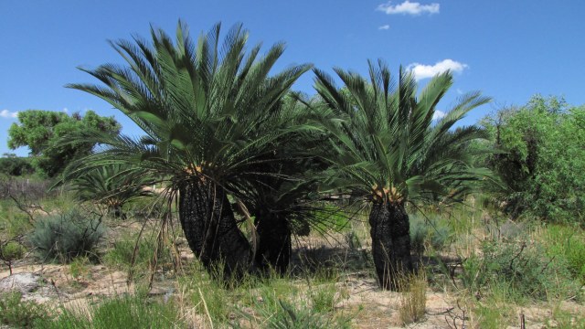 marcycad, photo 1
