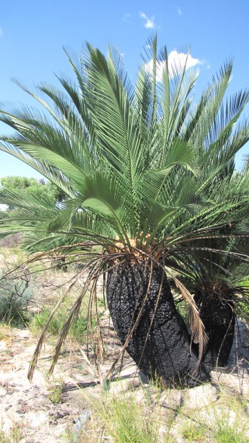 marcycad, photo 3