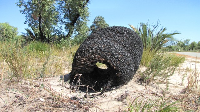 marcycad, photo 7