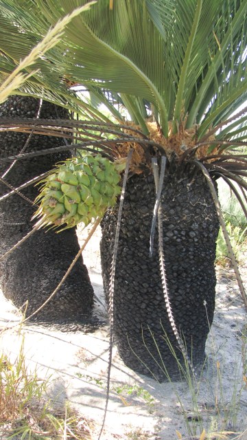 marcycad, photo 6