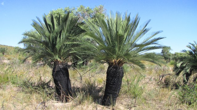 marcycad, photo 2