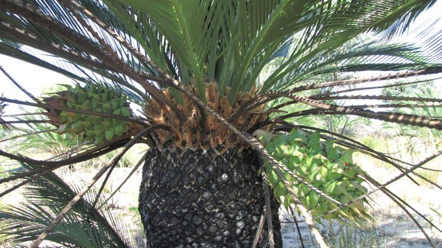 marcycad, photo 4