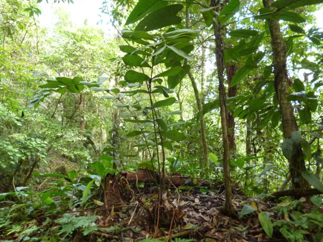 Hermes Vega, photo 1