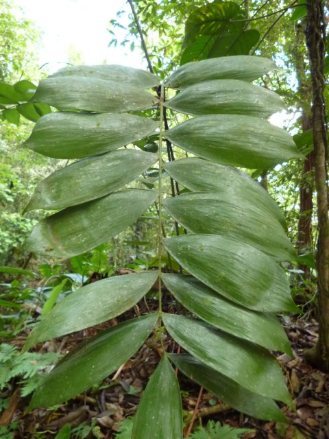 Hermes Vega, photo 2