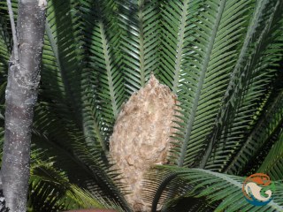 Eugenio Padilla, photo 3