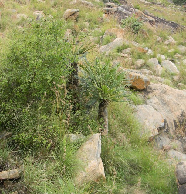 shivaprakash, photo 1