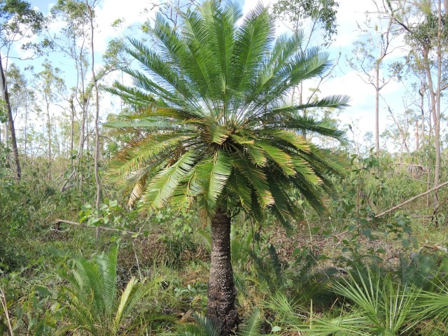 coenobita, photo 1