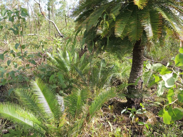 coenobita, photo 2