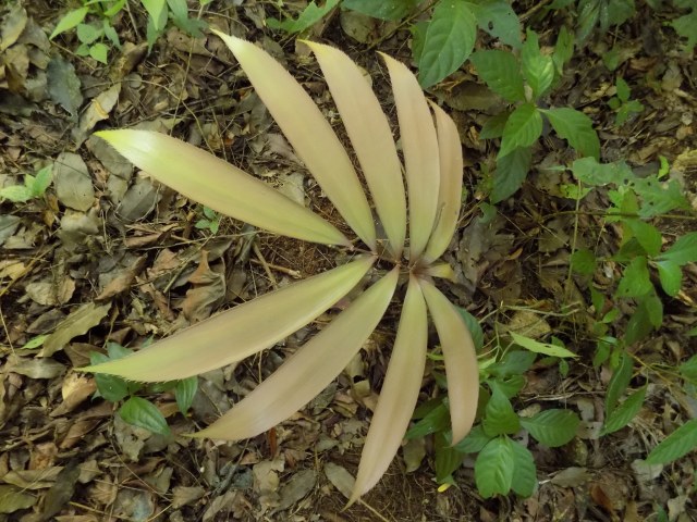 Hervin-Barrios, photo 1