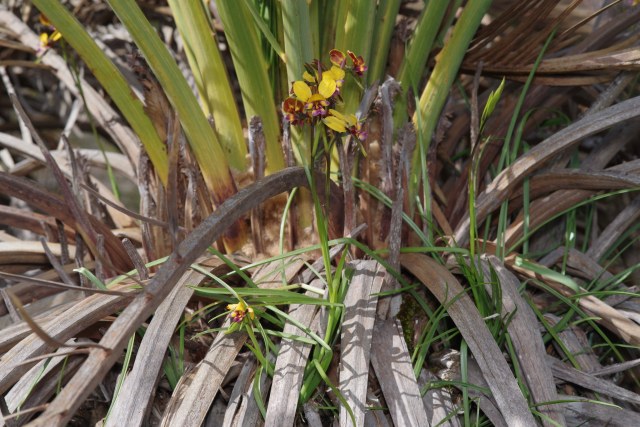 Russ Chambers, photo 1
