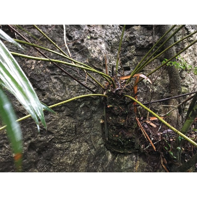 Pérez-Farrera, MA 3750, photo 1