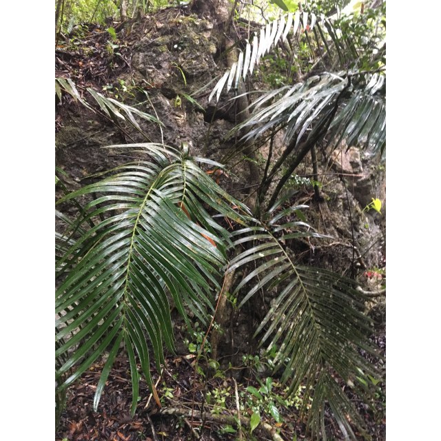Pérez-Farrera, MA 3750, photo 2