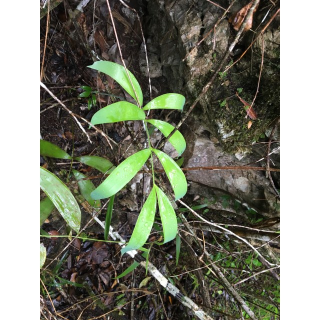 Pérez-Farrera, MA 3750, photo 4