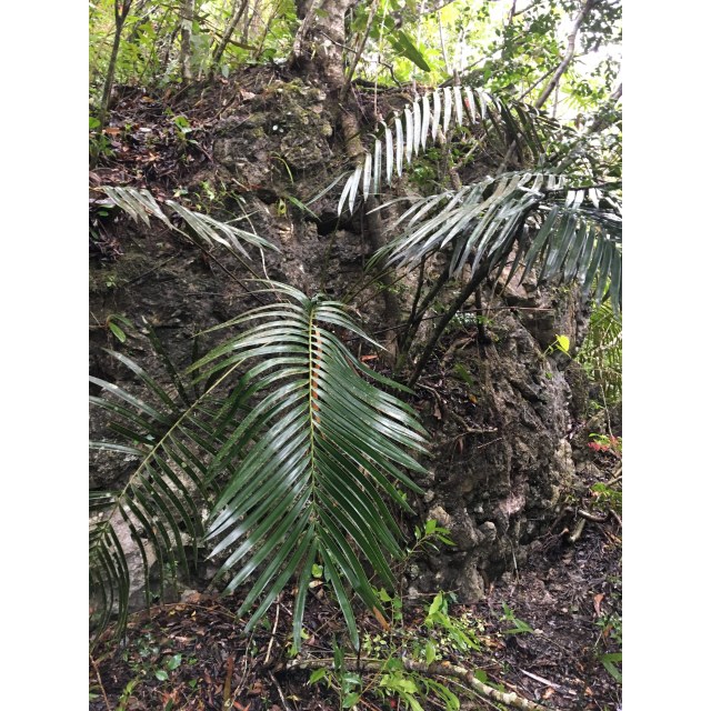 Pérez-Farrera, MA 3750, photo 6