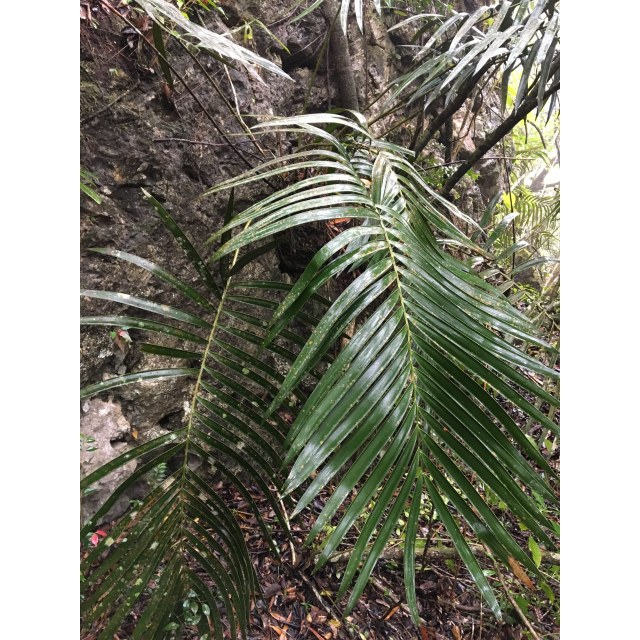 Pérez-Farrera, MA 3750, photo 7
