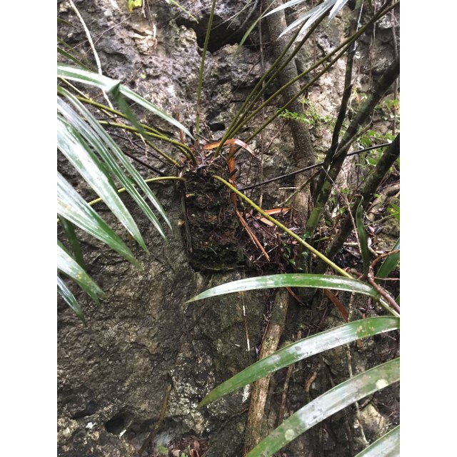 Pérez-Farrera, MA 3750, photo 8
