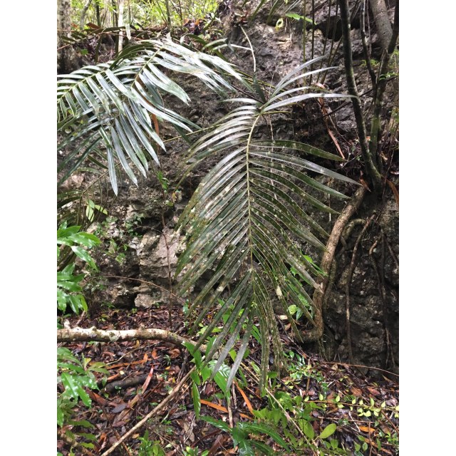 Pérez-Farrera, MA 3750, photo 11