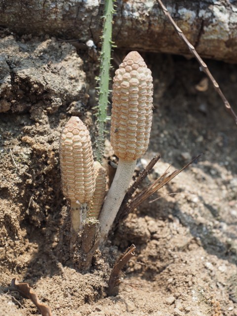 Pérez-Farrera, MA s.n., photo 9