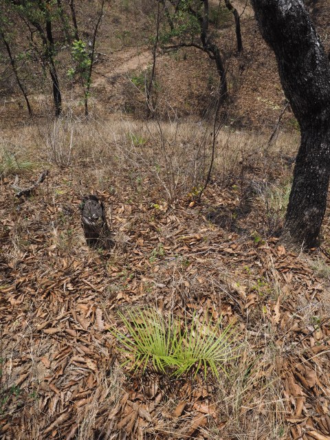 Pérez-Farrera, MA s.n., photo 10
