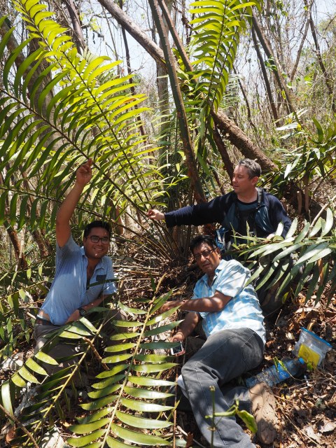 Pérez-Farrera, MA s.n., photo 4