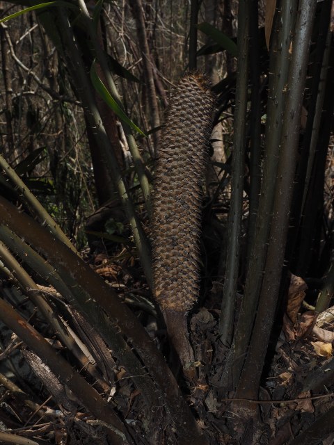 Pérez-Farrera, MA s.n., photo 3