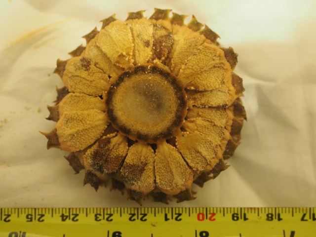 Pérez-Farrera, MA s.n., photo 10