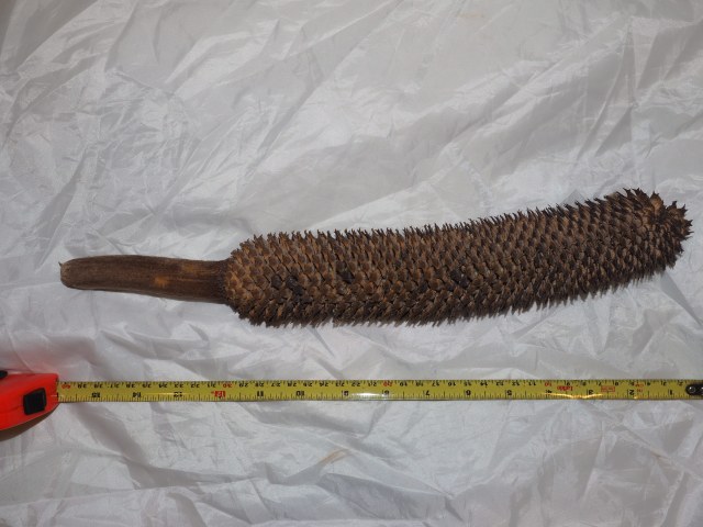 Pérez-Farrera, MA s.n., photo 1