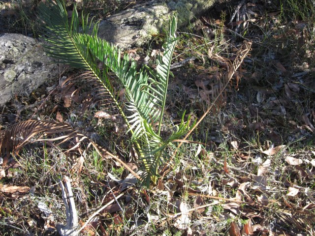 kdunnart, photo 1