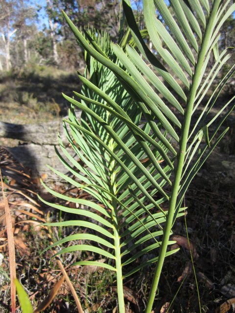 kdunnart, photo 2