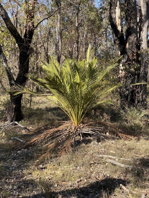 Loxley Fedec, photo 1