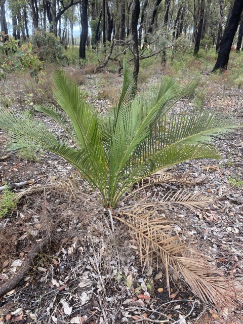 Loxley Fedec, photo 1