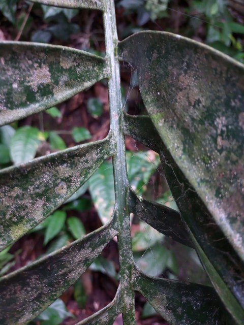 Saul Miguel Z, photo 1