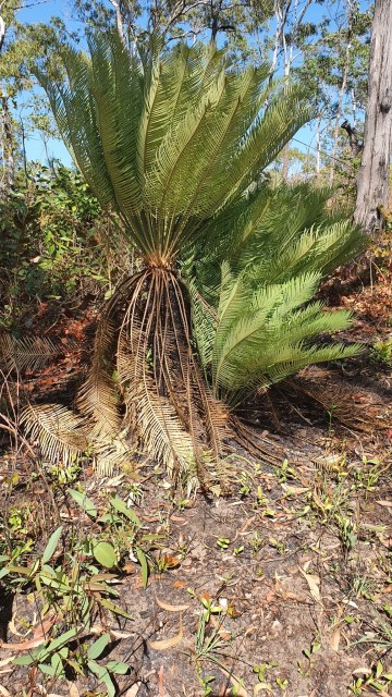 DNT15, photo 1
