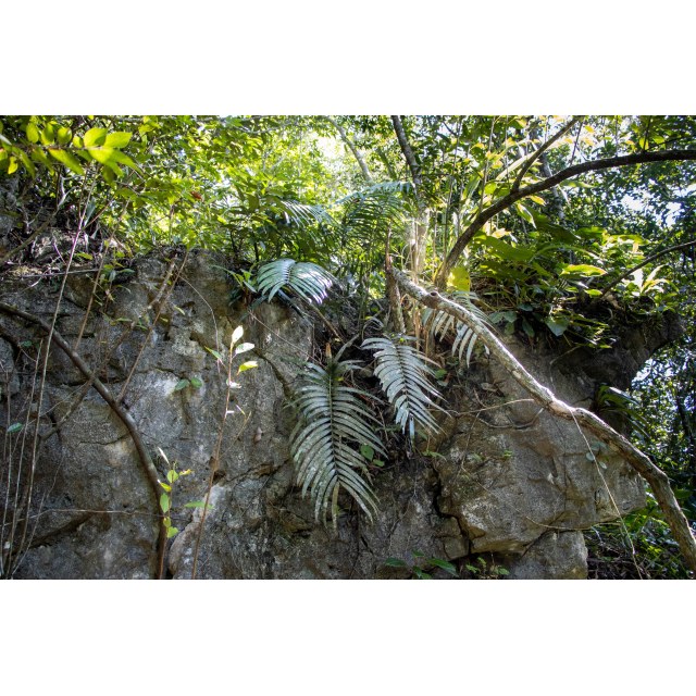 Pérez-Farrera, MA 4332, photo 3