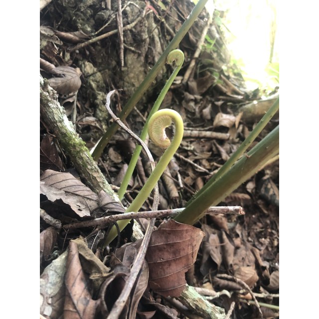 Pérez-Farrera, MA 4332, photo 6