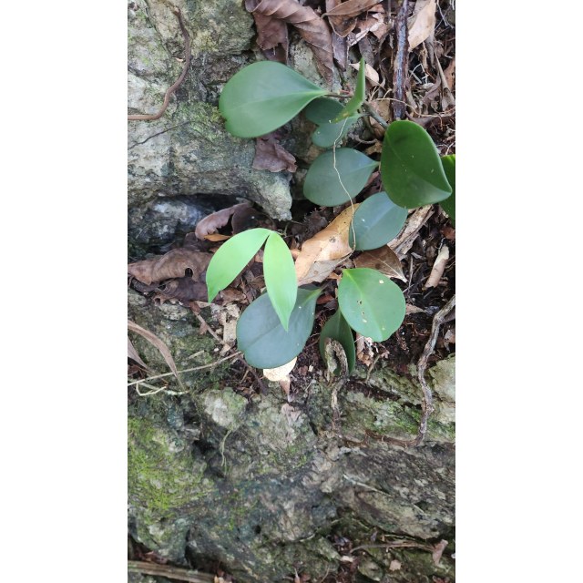 Pérez-Farrera, MA 4332, photo 7