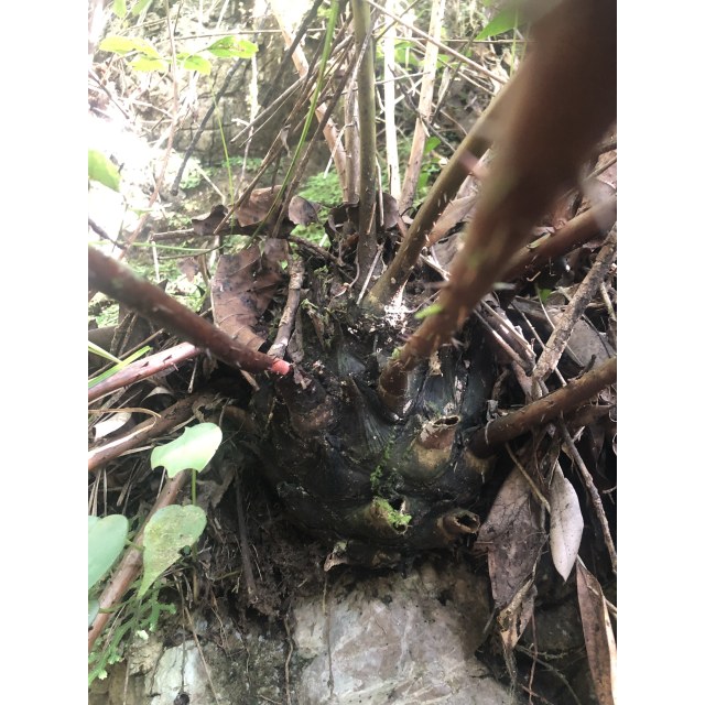 Pérez-Farrera, MA 4332, photo 8