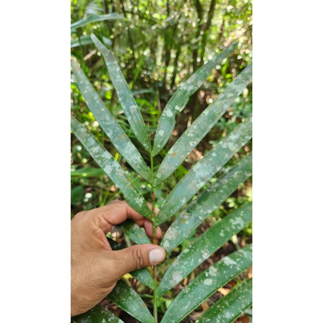 Pérez-Farrera, MA 4332, photo 9