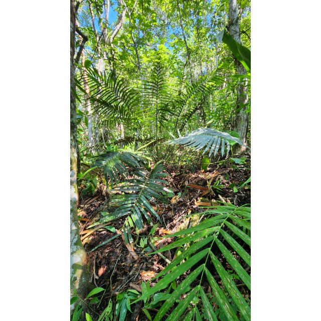 Pérez-Farrera, MA 4332, photo 10