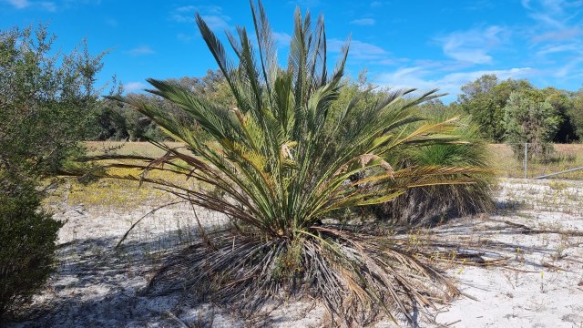 Dalziel, Y s.n., photo 16