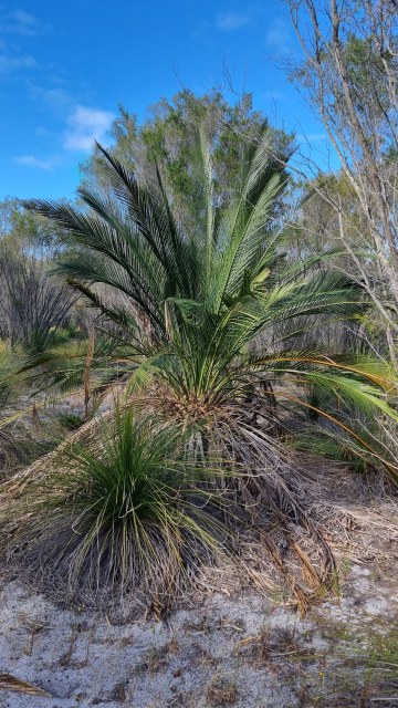 Dalziel, Y s.n., photo 4