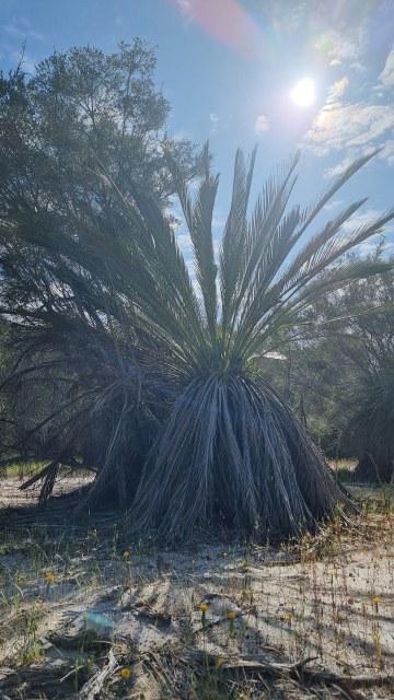 Dalziel, Y s.n., photo 19