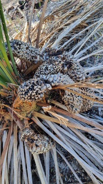 Dalziel, Y s.n., photo 1