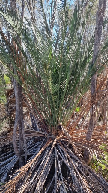 Dalziel, Y s.n., photo 9