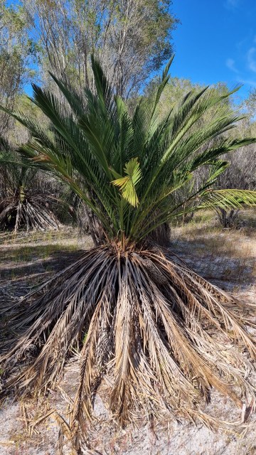 Dalziel, Y s.n., photo 22