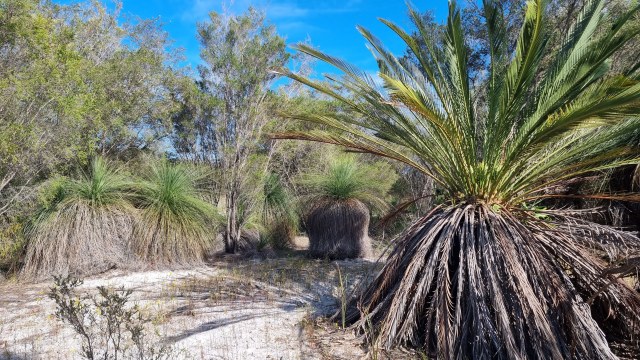 Dalziel, Y s.n., photo 29